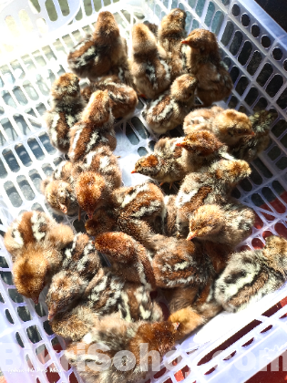 ফাউমি জিরো বাচ্চা